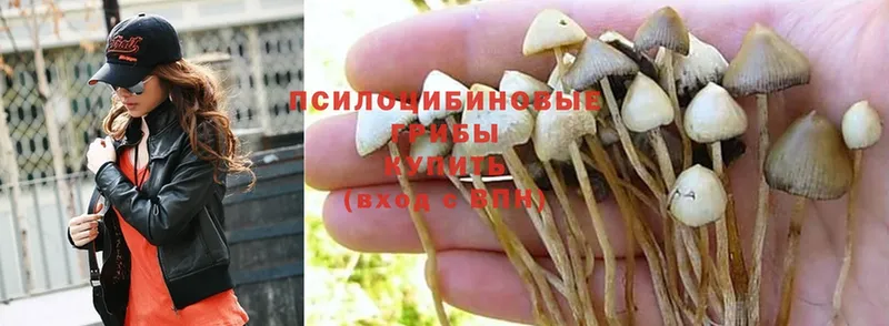 Псилоцибиновые грибы Magic Shrooms  МЕГА вход  Курганинск 